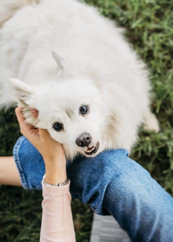 Chien blanc allongé, recevant des caresses d'une main bienveillante