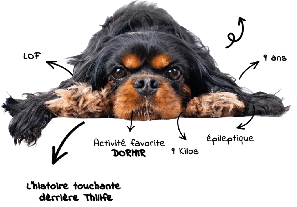 Portrait d'un Cavalier King Charles épileptique de 9 ans, annoté avec ses caractéristiques : LOF, 9 kilos, activité favorite et état de santé